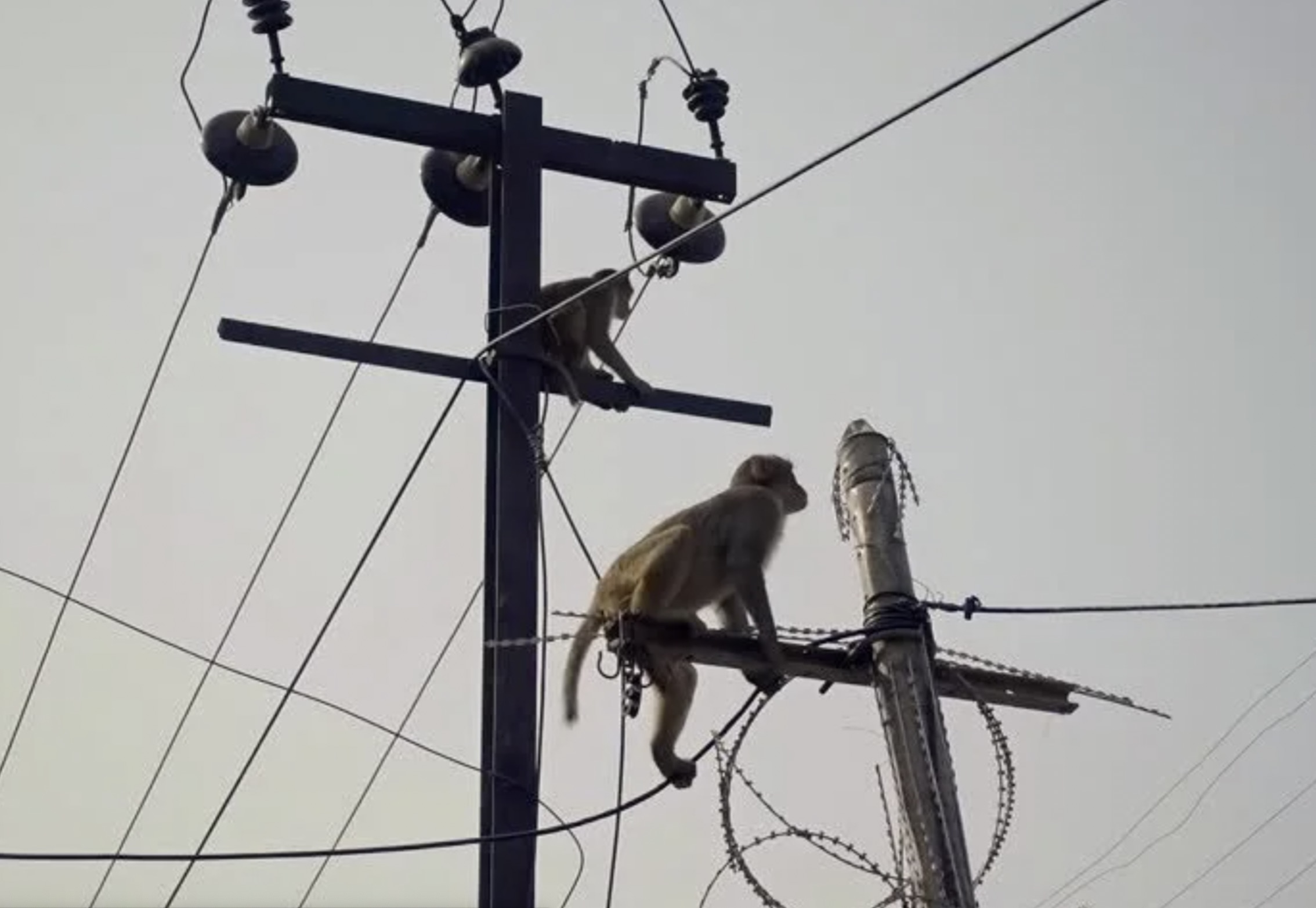 30 Pics Showing The Unstoppable Monkeyfication of Our Cities 